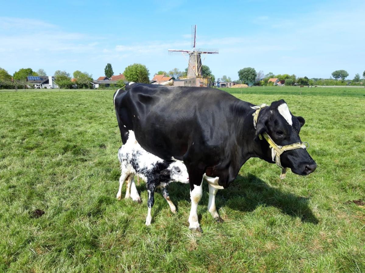 Chalet Minicamping Dorpszicht Gapinge