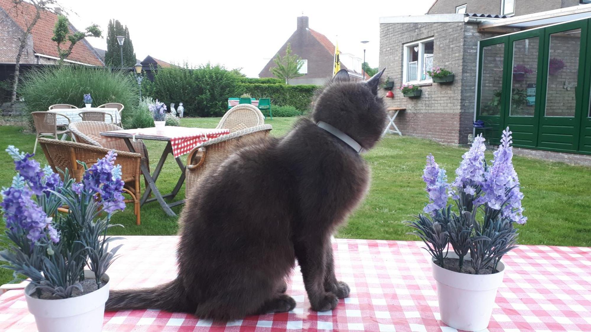Minicamping Dorpszicht Chalet Gapinge